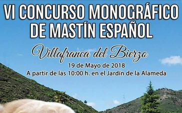 El sábado se celebra el VI Concurso Monográfico del Mastín Español en Villafranca del Bierzo 4