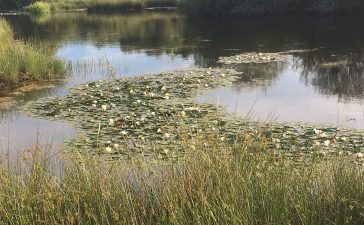 Los nenúfares vuelven a cubrir el agua del Lago Somido en las Médulas 1