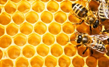 “Los talleres del Museo: Con la C de Cera de Abeja”. 4