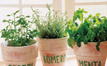 Talleres sobre plantas y naturaleza en el Museo de la Energía 3