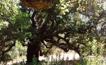 La Casa del Parque de Las Médulas Celebra el Día del árbol con un paseo guiado a los Zufreiros 1