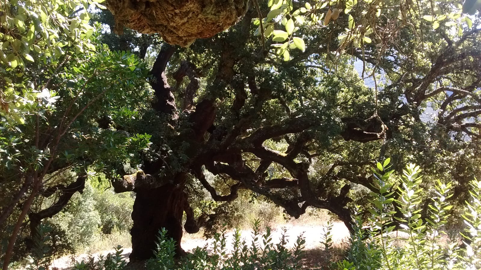 La Casa del Parque de Las Médulas Celebra el Día del árbol con un paseo guiado a los Zufreiros 1
