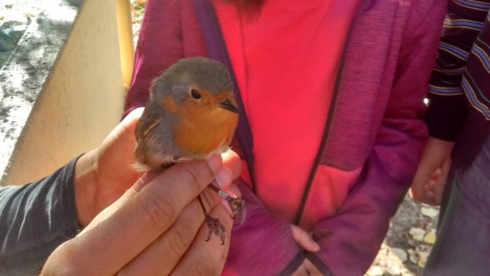 La casa del Parque de Las Médulas organiza una jornada de voluntariado de anillamiento de aves 1