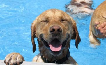 Ponferrada celebra el Día de las Mascotas en las piscinas de Flores del Sil 2