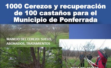 1000 cerezos y recuperación de 100 castaños para el Municipio de Ponferrada 5