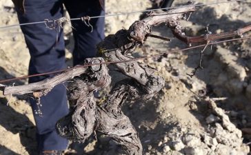 Taller gratuito sobre la poda de la vid organizado por el Consejo Comarcal del Bierzo 1