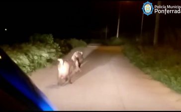 La Policía Municipal de Ponferrada se encuentra tres Jabalíes en las inmediaciones del Puente del Centenario 6