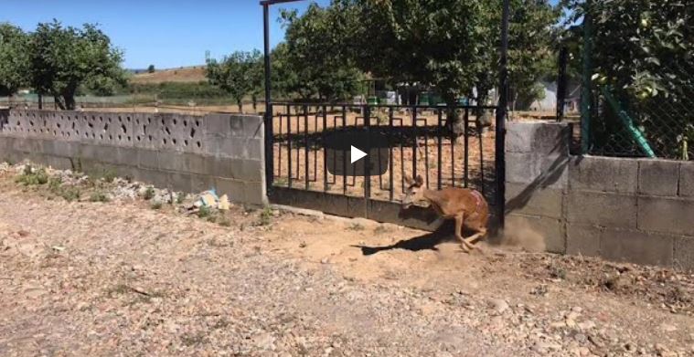 Vídeo / La Policía Municipal de Ponferrada libera a una corza herida y atrapada en el cierre de una finca en Fuentesnuevas 1