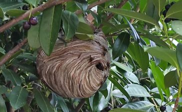 Un nido de avispa asiática en el Plantío 3