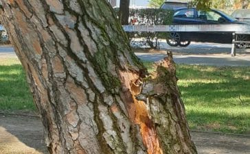 VÍDEO: Cae uno de los pinos más antiguos del Parque del Plantío 2