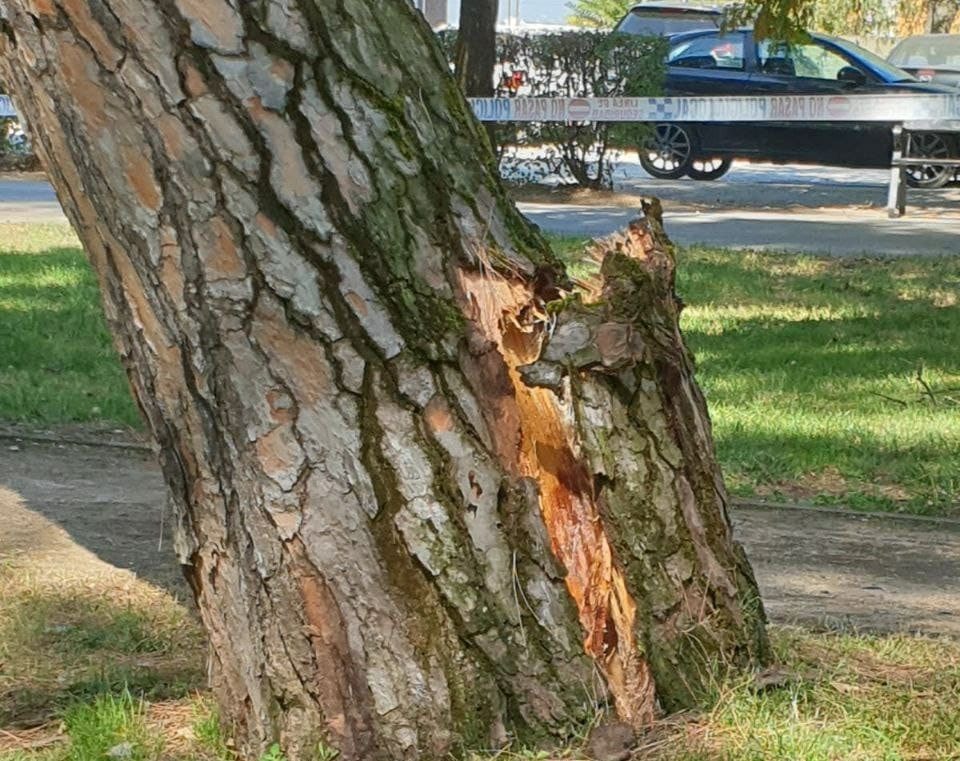 VÍDEO: Cae uno de los pinos más antiguos del Parque del Plantío 1