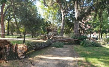 Ponferrada decreta el cierre del parque del Plantío ante el riesgo de caída de árboles dañados 1