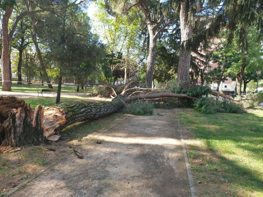 Ponferrada decreta el cierre del parque del Plantío ante el riesgo de caída de árboles dañados 1