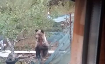 Un vecino de Orallo en Villablino se encuentra un oso pardo paseando tranquilamente por su parcela. VÍDEO 2