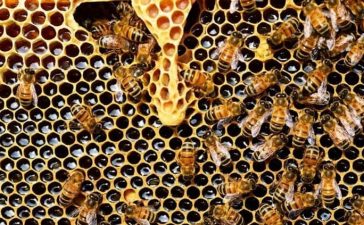Jornada demostración “Productos ecológicos contra las enfermedades de las abejas” 5