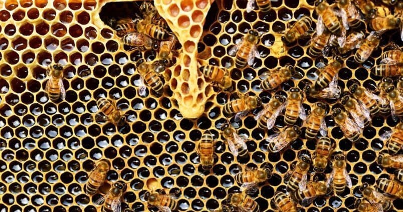 Jornada demostración “Productos ecológicos contra las enfermedades de las abejas” 1