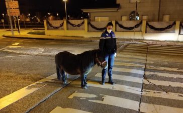 El "Pony infractor" localizado y entregado a su dueño 3