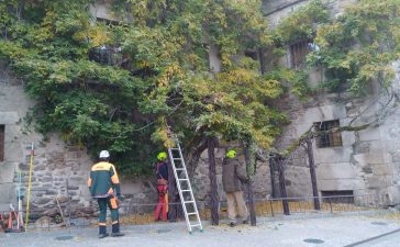 El Ayuntamiento de Ponferrada realiza trabajos de conservación y mantenimiento de la glicinia del Museo de la Radio 2