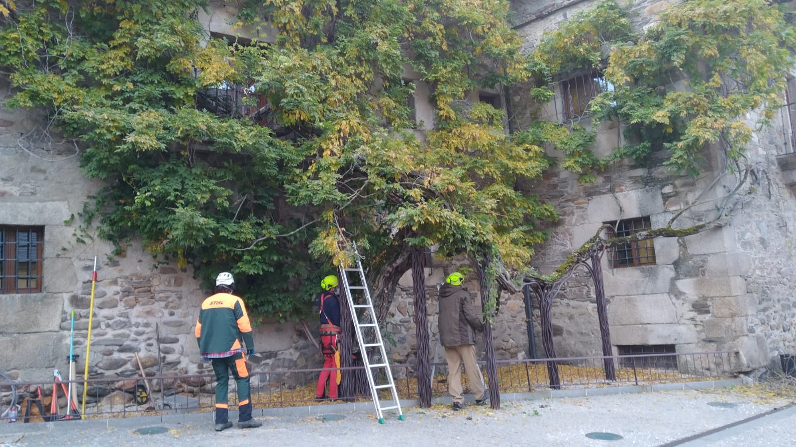 El Ayuntamiento de Ponferrada realiza trabajos de conservación y mantenimiento de la glicinia del Museo de la Radio 1