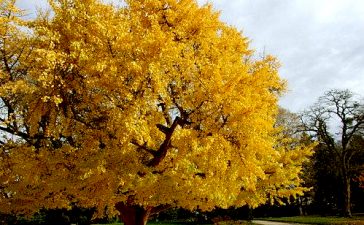 El Ayuntamiento de Ponferrada comienza a sustituir los problemáticos árboles de la variedad plátanus por la especie Ginkgo biloba en la Avenida de la Libertad 7