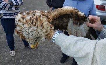 Una vecina de Puente Boeza, recoge un águila malherida 4