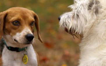 El Ayuntamiento de Ponferrada considera que la ampliación y mejora de los espacios libres para mascotas permitirá a Ponferrada seguir siendo Dog Friendly 3