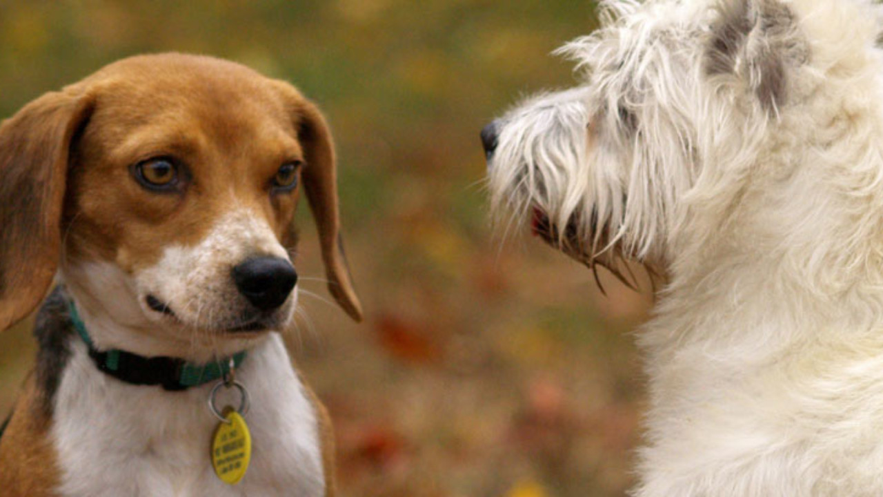 El Ayuntamiento de Ponferrada considera que la ampliación y mejora de los espacios libres para mascotas permitirá a Ponferrada seguir siendo Dog Friendly 1
