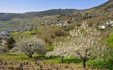 Corullón celebra la espectacular floración de sus cerezos con rutas de senderismo a partir de este fin de semana 8