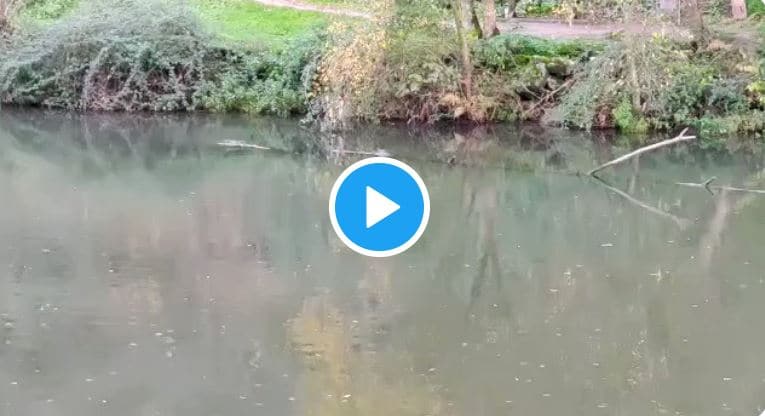 ¿Hurón o nutria? La Policía Municipal graba a un simpático animal en el paseo del río de Ponferrada y abre debate en Twitter 1