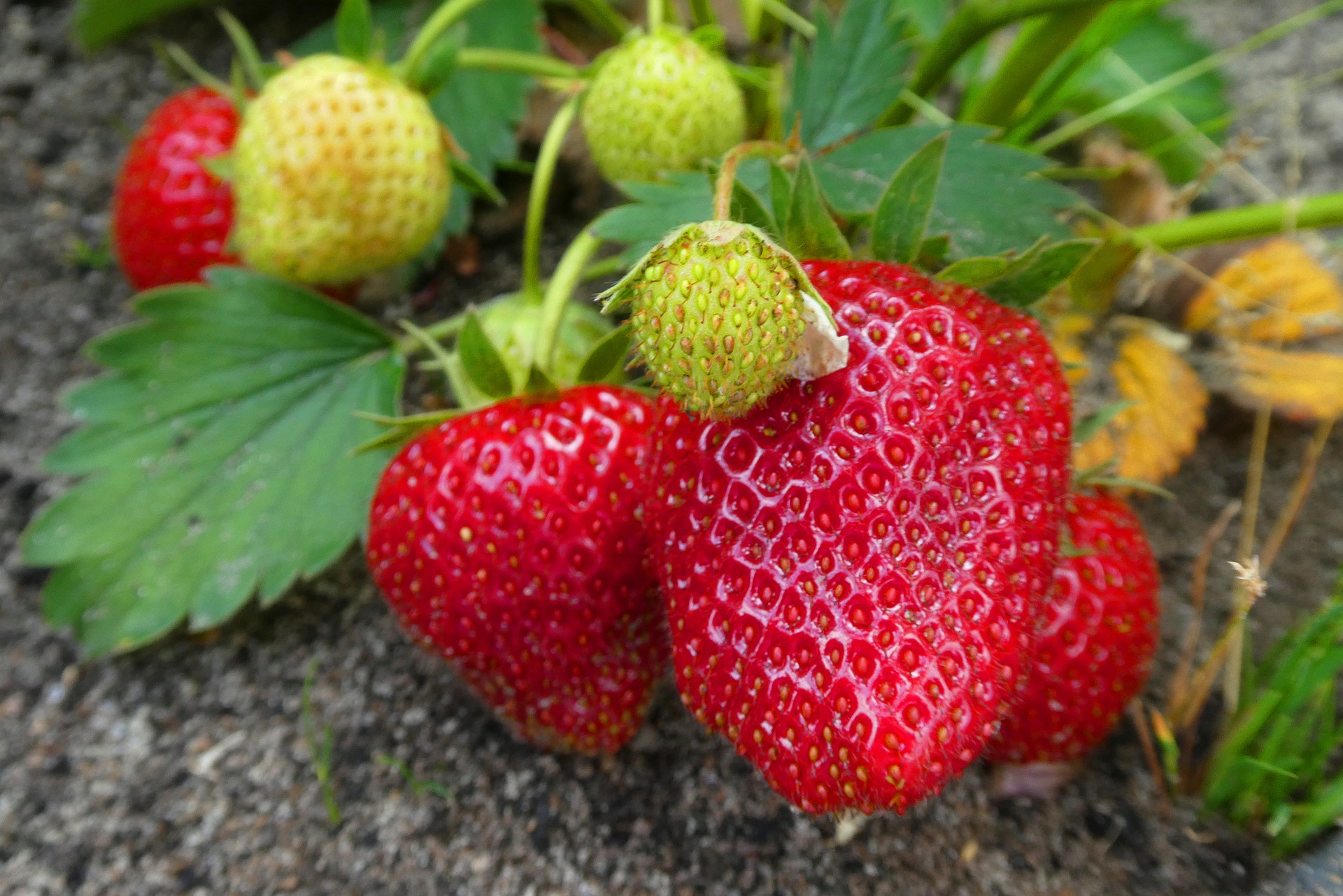 Taller infantil en el Museo de la Energía. Año Internacional de las frutas y verduras 1