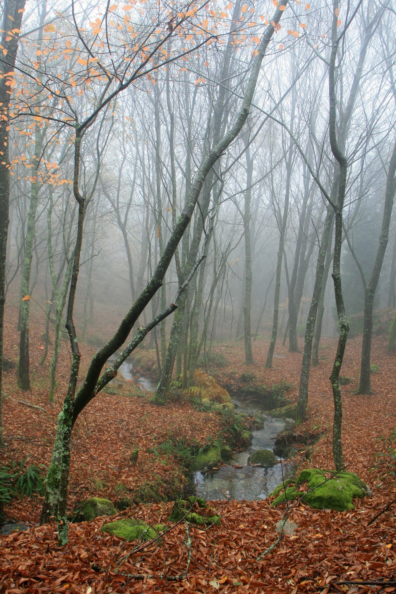 7 Parques Naturales en Galicia que no te puedes perder 4