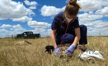 Cerca de 100 buitres leonados aparecen intoxicados en Monterrubio de Armuña, Salamanca 2