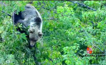 La Junta activa un teléfono 24 horas para el aviso temprano ante la presencia de osos en los entornos urbanos 6