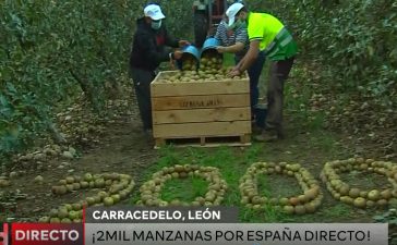 La manzana reineta del Bierzo luce en el programa 2.000 de 'España Directo' 9