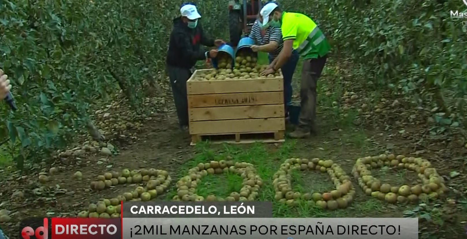 La manzana reineta del Bierzo luce en el programa 2.000 de 'España Directo' 1