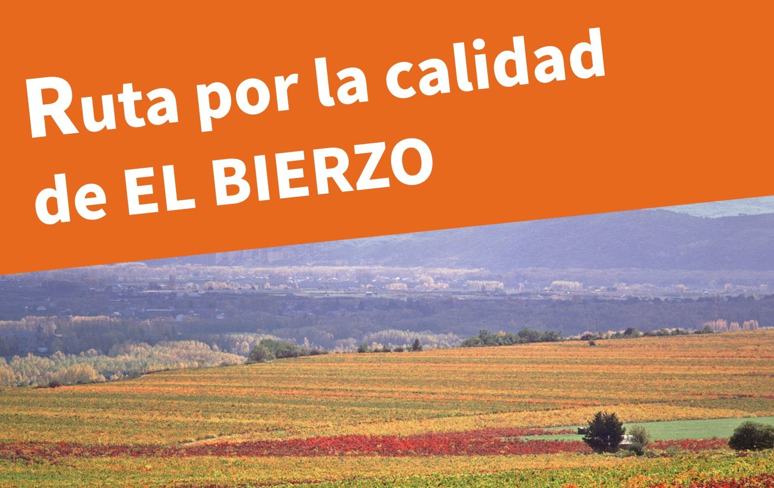 Villafranca del Bierzo acoge el domingo la Ruta por la calidad del Viñedo organizada por el Consejo Comarcal 1