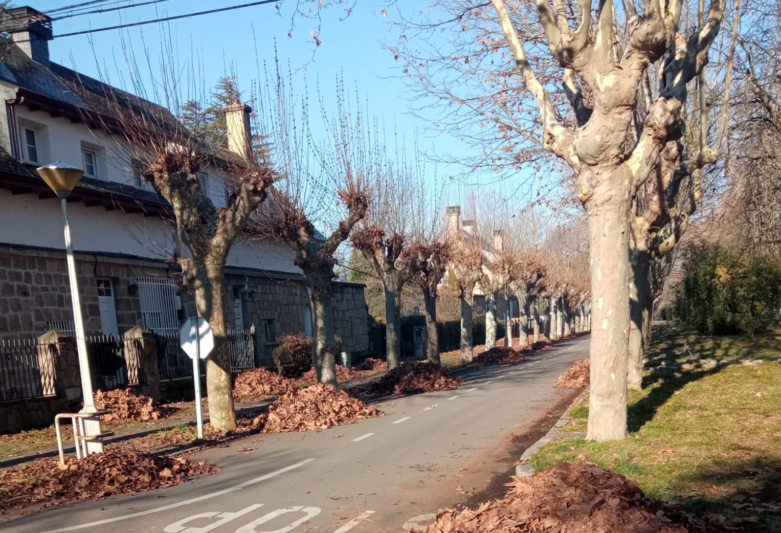 Operarios de limpieza acometen la retirada de hojas en varias zonas de la ciudad 1