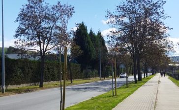 Parques y jardines renueva el arbolado de la VI Avenida del Barrio de Compostilla 8