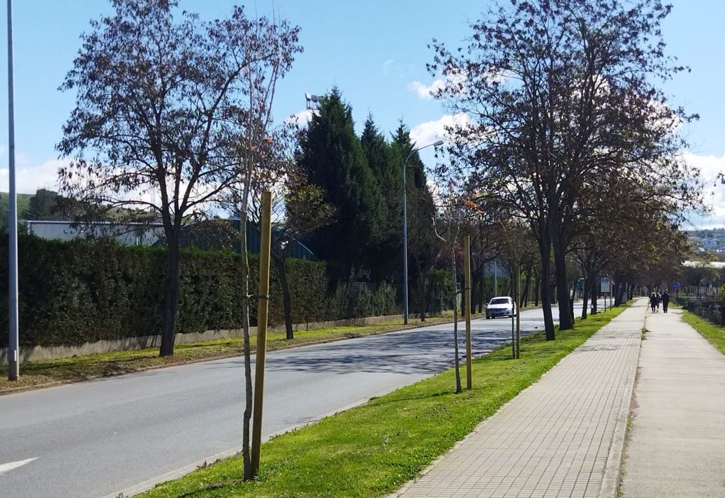 Parques y jardines renueva el arbolado de la VI Avenida del Barrio de Compostilla 1