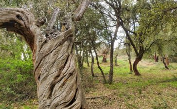 El Alcornocal de Cobrana, un Destino de Interés Natural Finalista en el Bosque del Año 4