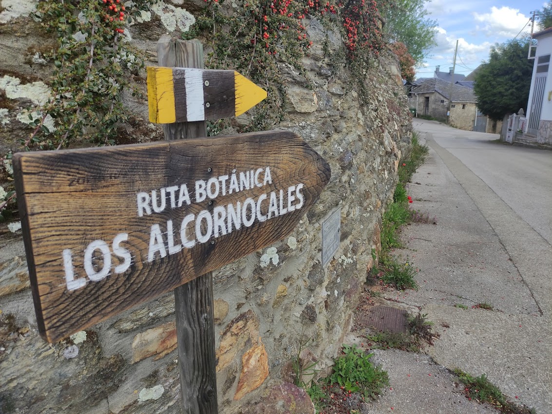 Ruta por el Zofreral de Cobrana, un paseo circular a uno de los bosque monumentales del Bierzo 1