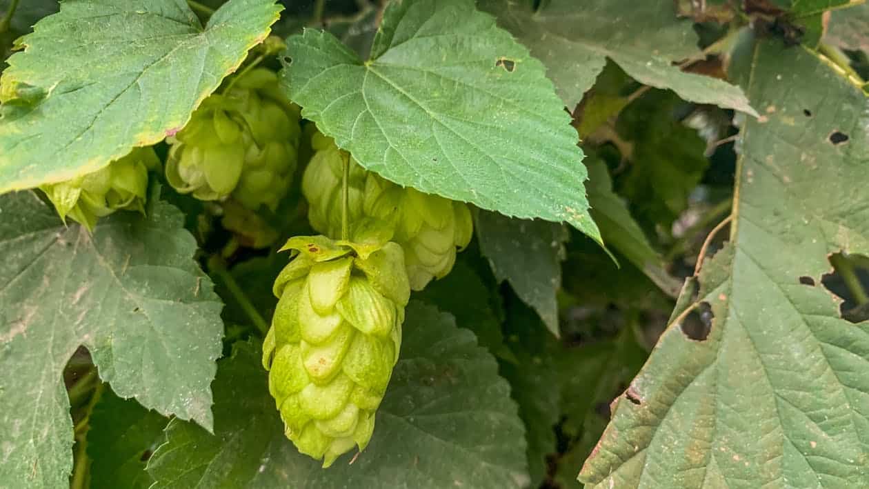 La sede de la Asociación Berciana de Agricultores organiza la charla 'El lúpulo como alternativa de cultivo en el Bierzo' 1