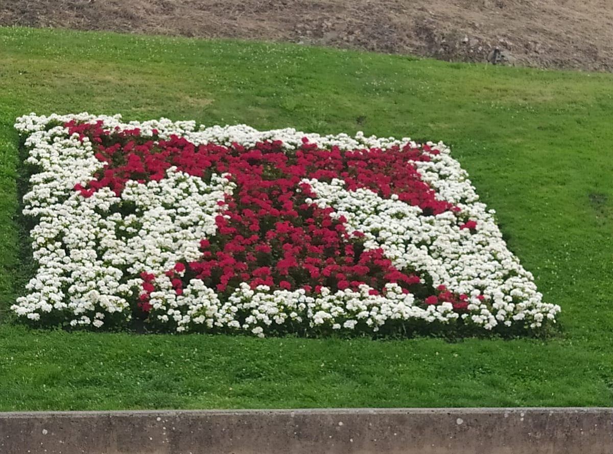 El servicio Municipal de parques y jardines regalará este miércoles las plantas sustituidas en los parterres 1