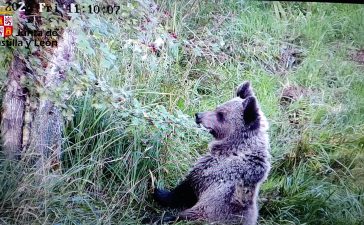 El osezno recuperado en Igüeña se aclimata en Valsemana, León, antes de su reintroducción en el medio natural 9
