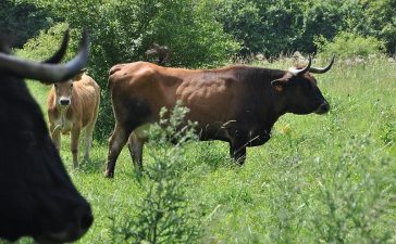 La raza bovina Mantequera Leonesa entra en el Catálogo Oficial de Razas de Ganado de España 9
