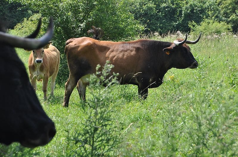 La raza bovina Mantequera Leonesa entra en el Catálogo Oficial de Razas de Ganado de España 1