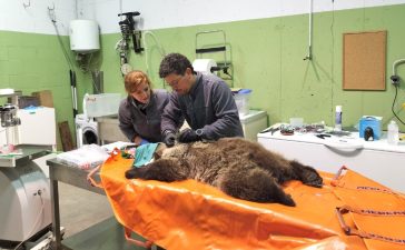 El osezno recuperado en Igüeña ya está reintroducido en el medio natural 2