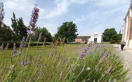 lavanda museo energia