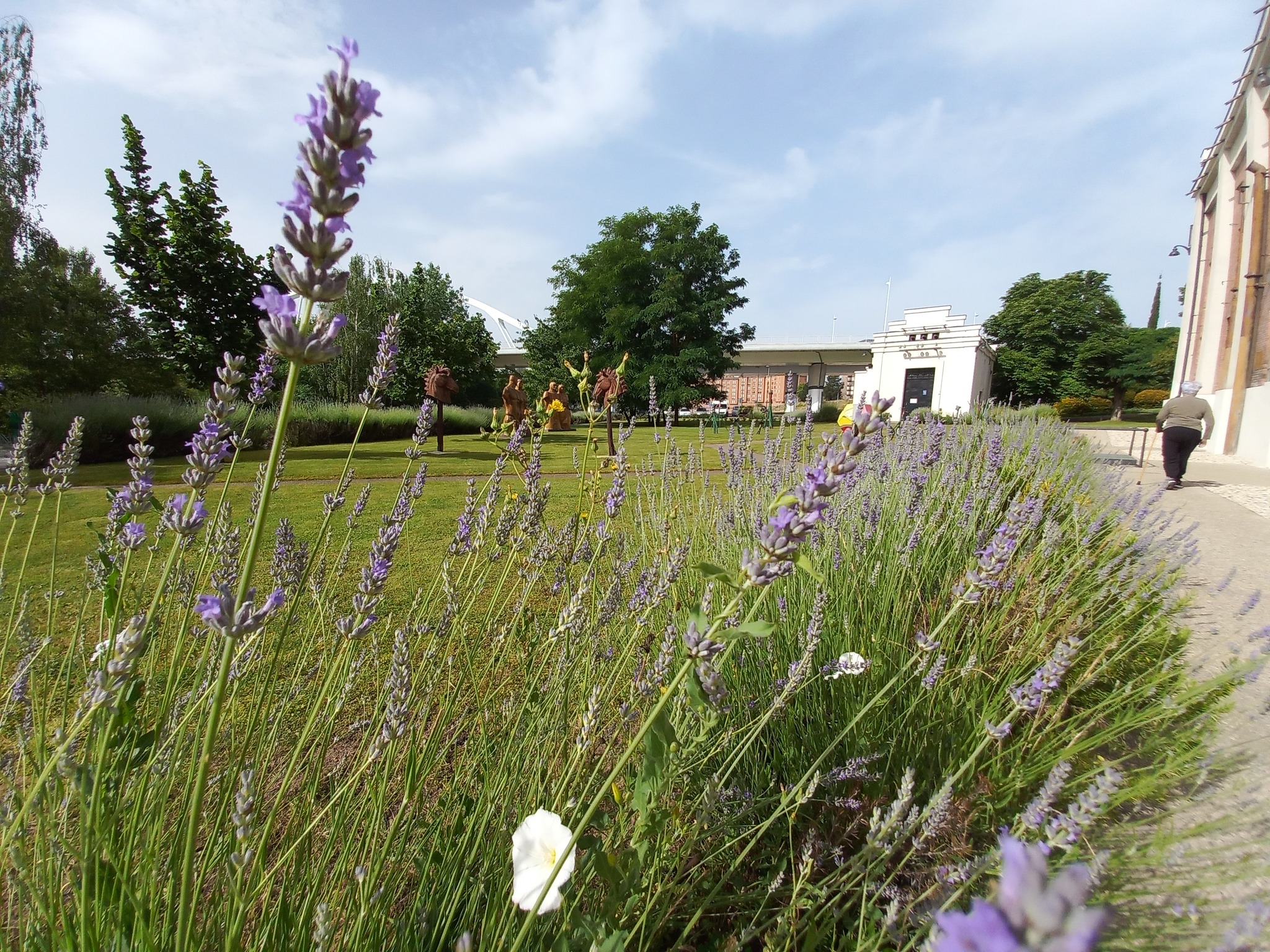 lavanda museo energia