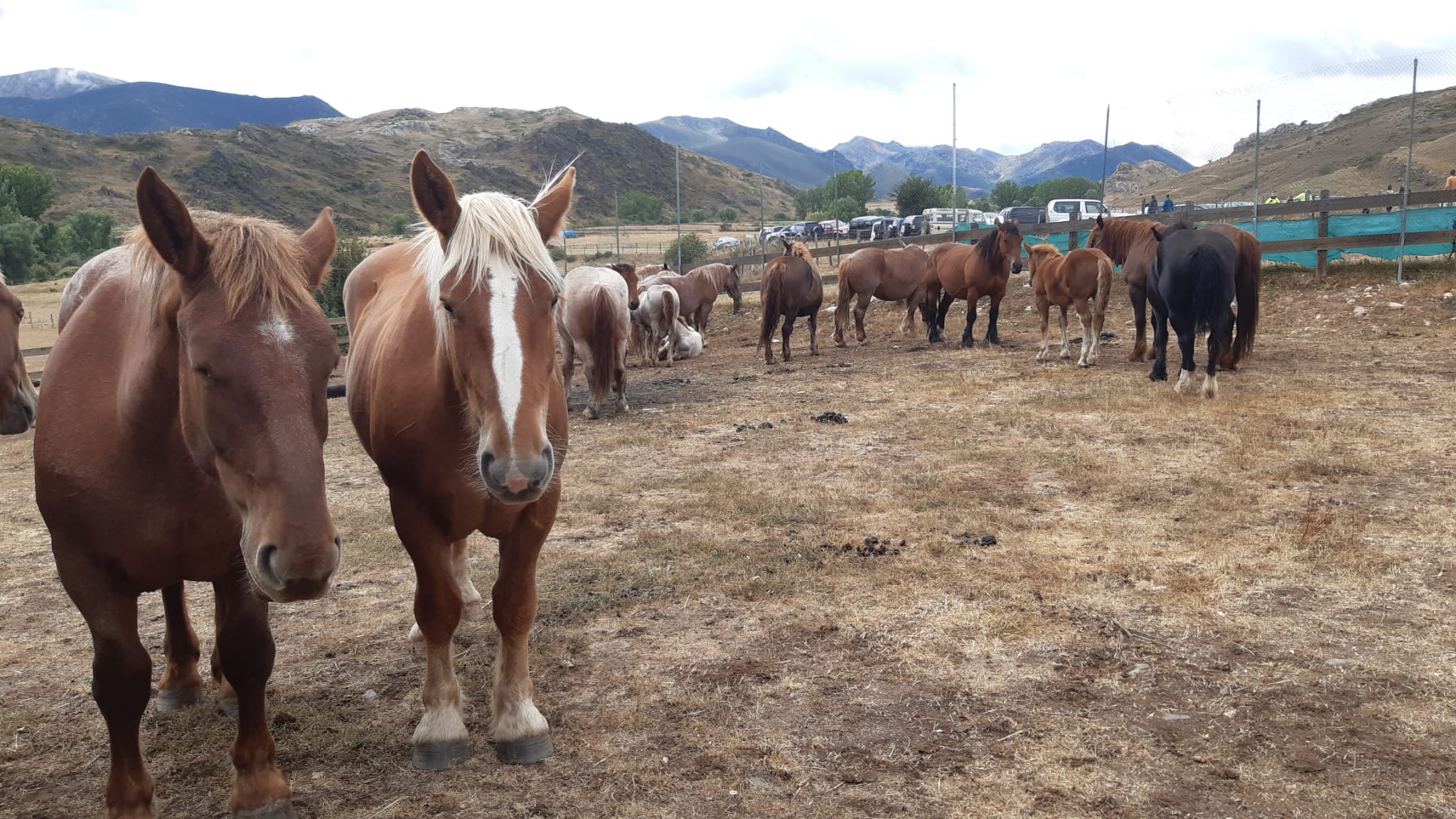 Courel destaca en San Emiliano que la Diputación duplica las ayudas a ferias agroganaderas     1